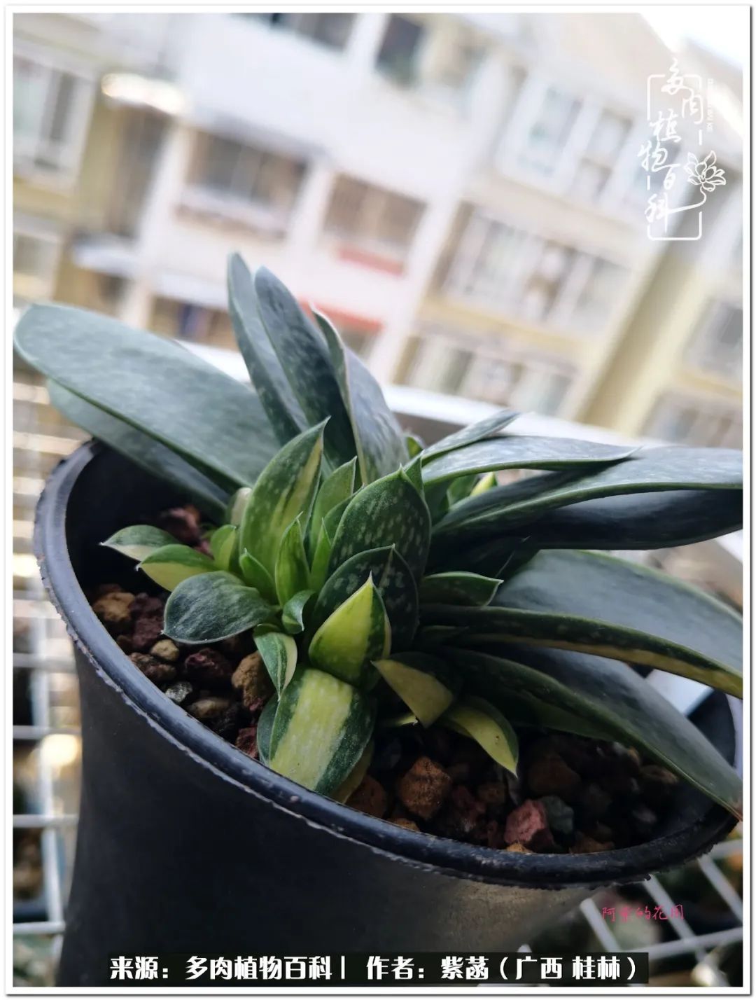 酷暑里的关爱，如十二卷般透亮绵长