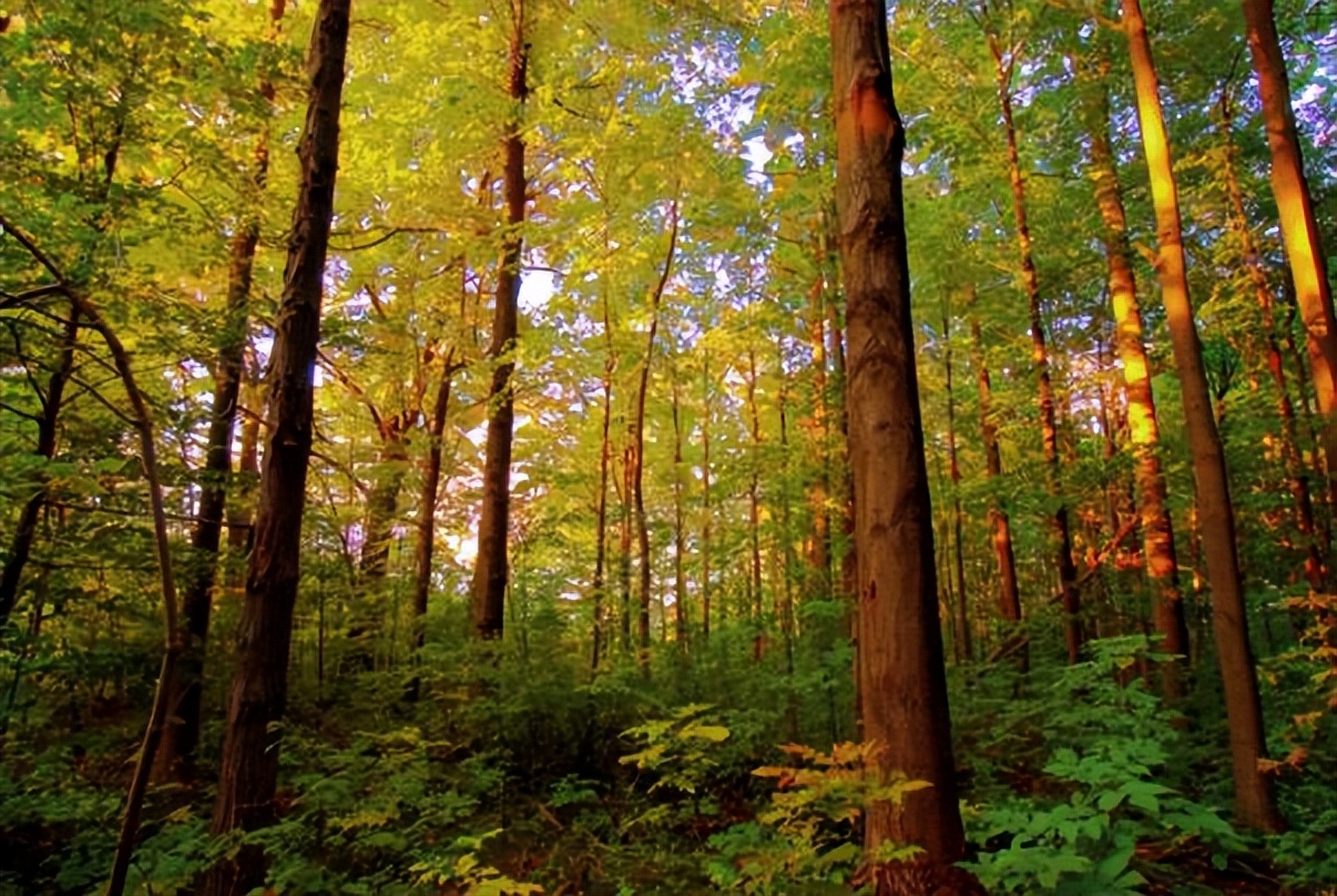 怎么辨别真的土蜂蜜和假的土蜂蜜,土蜂蜜100%纯蜂蜜怎么辨别真假