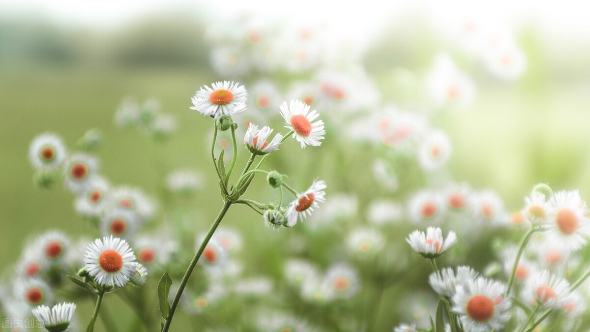 散文创作的几点感言,名家散文随笔精读与创作