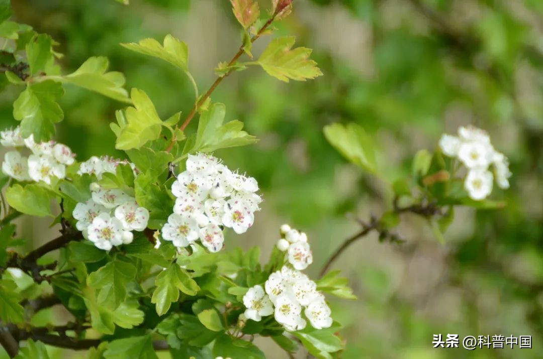 好臭的石楠花,为什么石楠花这么臭还满大街种