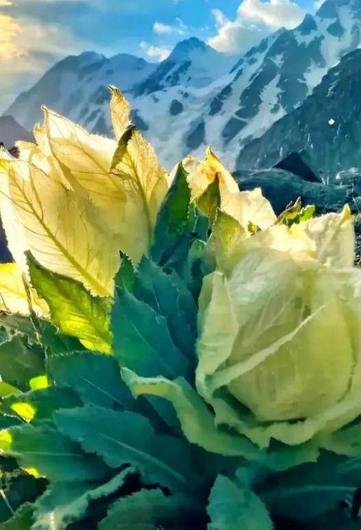 *疆新**开的最早的花——白番红花