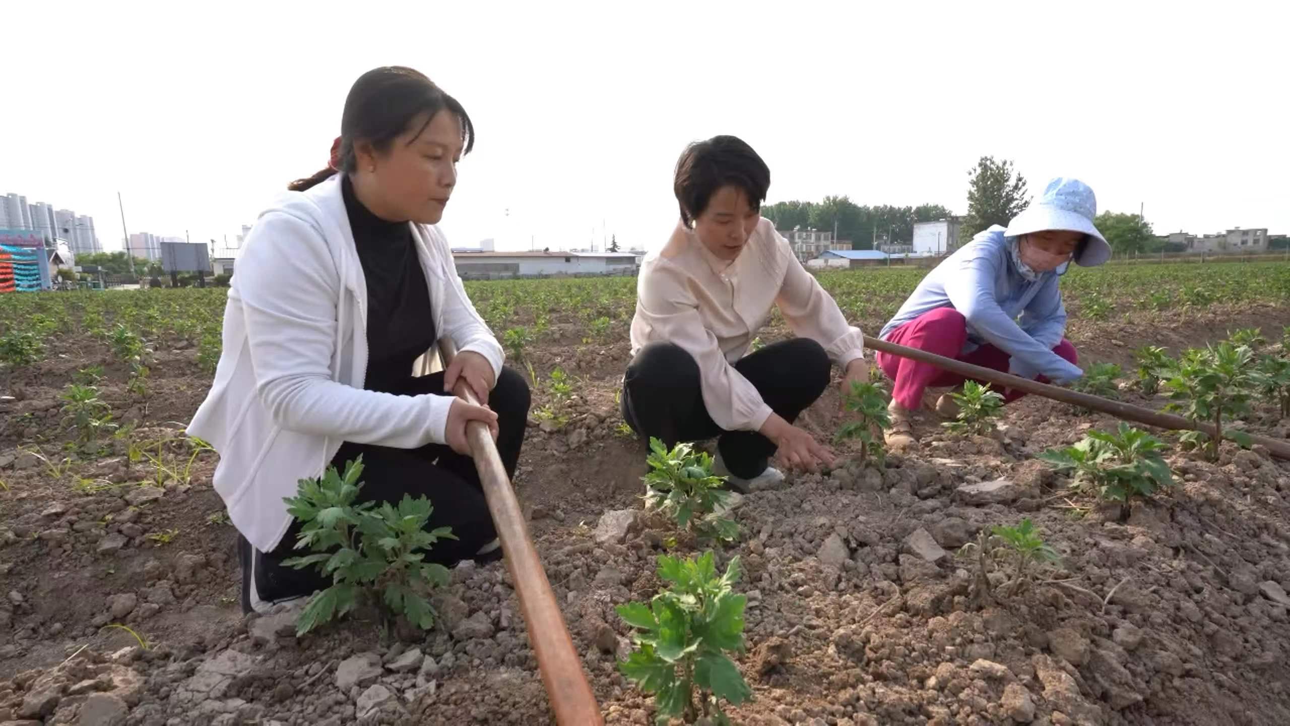 胡文华:发展中草药种植带领群众增收致富