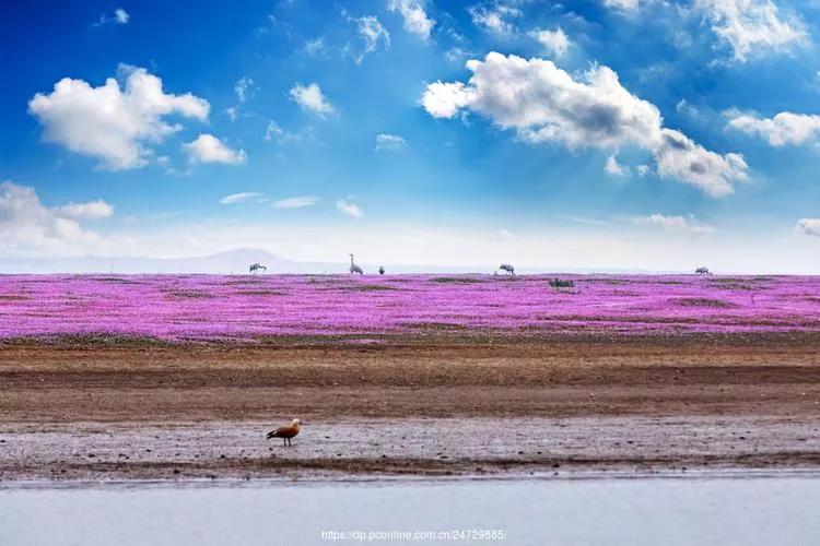 苦难的过去，救我们生命的鄱阳湖
