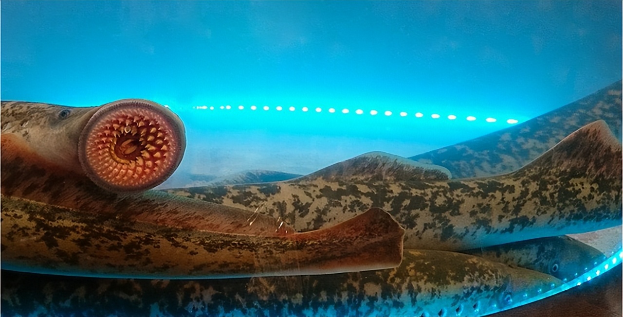 世界上有没有恐怖七鳃鳗,蛇形的鱼有哪些