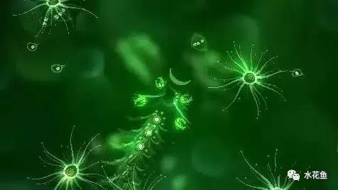 水体中的浮游动物,浮游植物与水华的关系