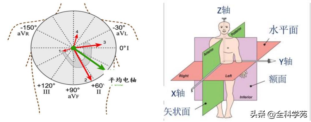 心电图心电轴速记口诀,心电图电轴讲解