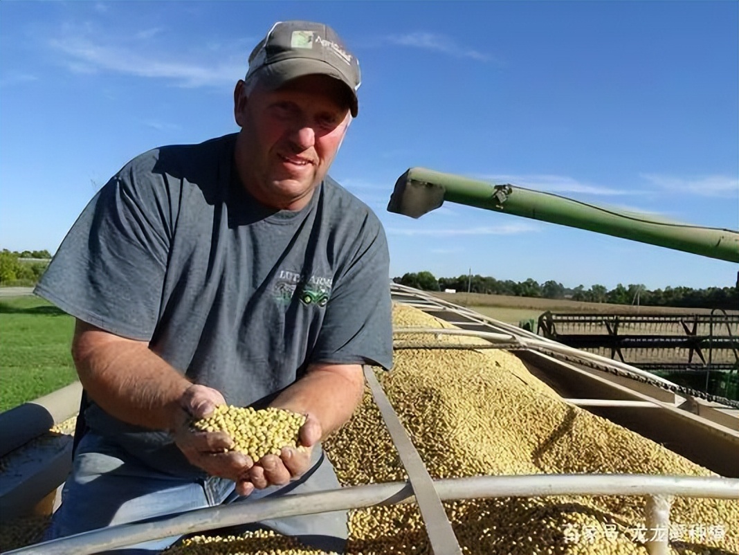 四川省大山发现野生大豆,四川省发现野生大豆