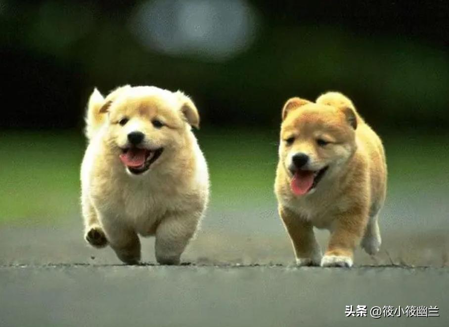 傻傻分不清的几种狗狗,什么狗狗的脾气最好最容易熟悉