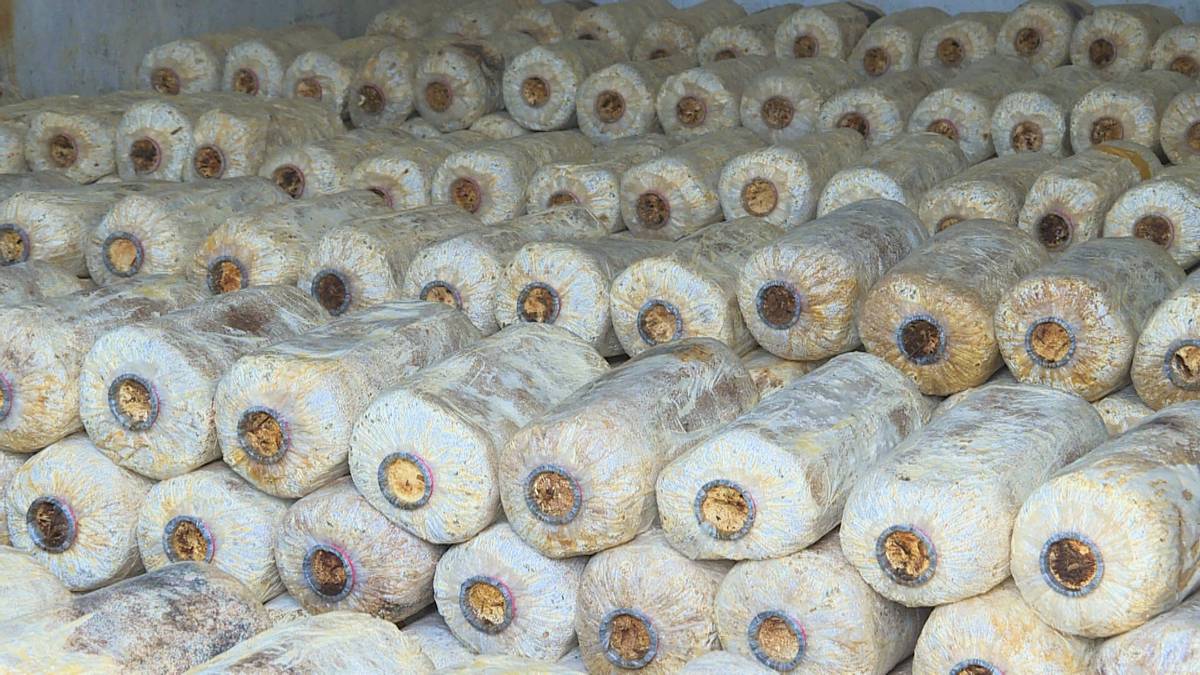 椋熺敤鑿屼骇涓氭嫇瀹界兢浼楄嚧瀵岃矾,椋熺敤鑿岃湑鍙樿嚧瀵岃弻