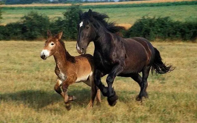 驴和马为什么能培育出骡子,马和驴真的能产下骡子吗