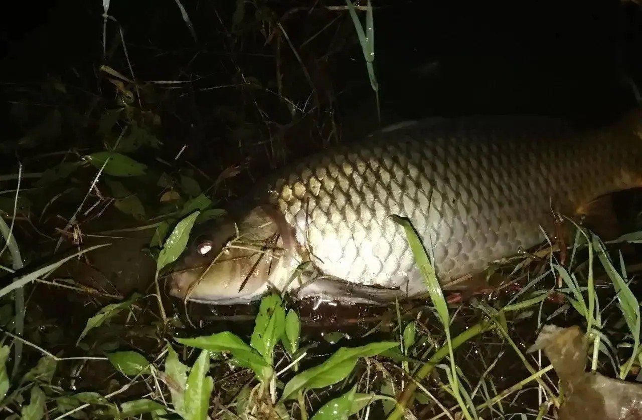 兄弟俩半夜在深潭中钓上一条死鱼，道公：水里有“脏东西”在作怪