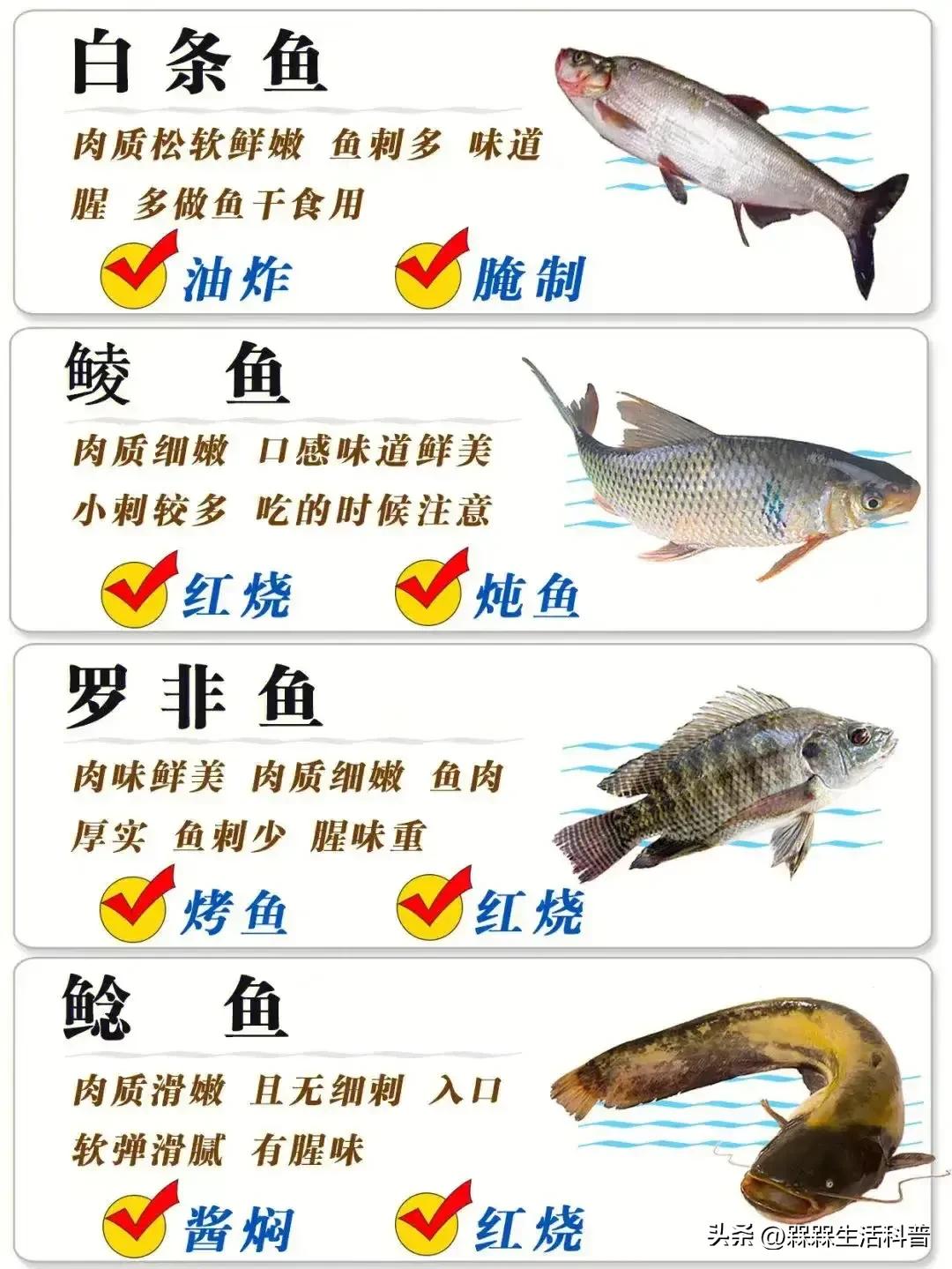 各种鱼图解大全,100种常见家常鱼的图片