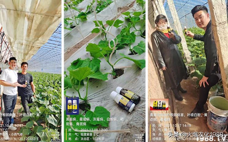 品种齐全的真菌杀菌剂,杀菌药杀真菌