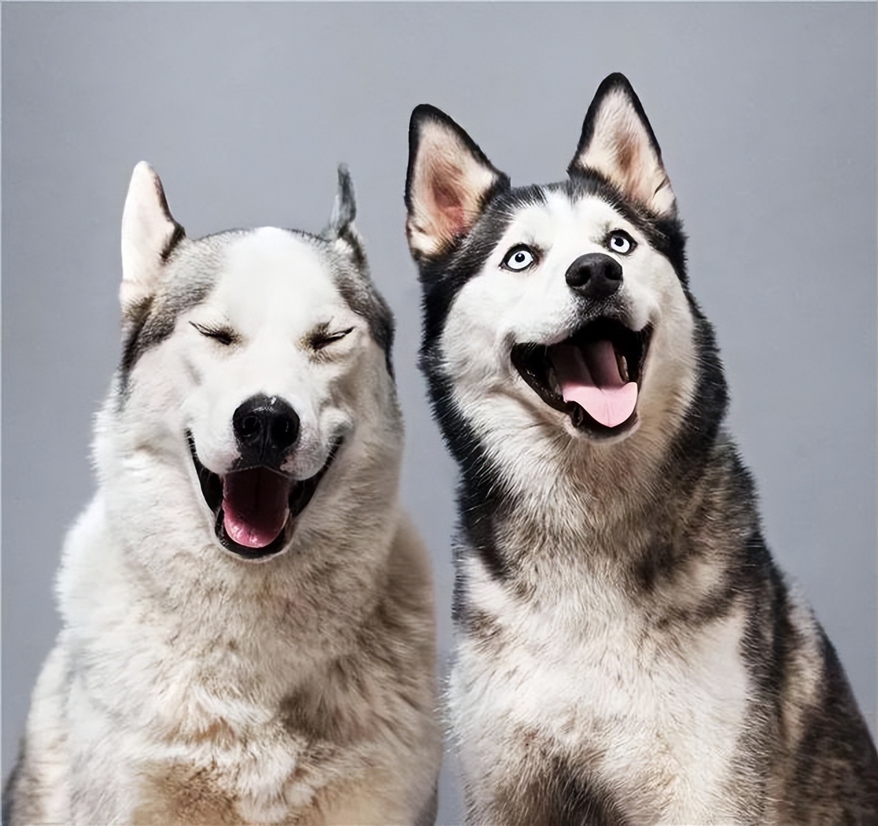 原来狗狗的交配方式，有那么多种