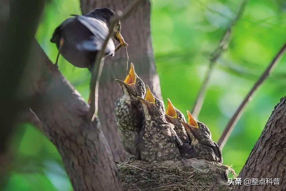 斑鸠能吃多少东西,斑鸠吃小斑鸠吗