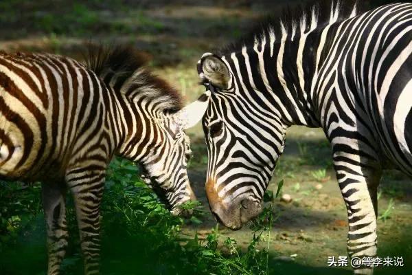成都动物园里有啥,深圳野生动物园值得去吗