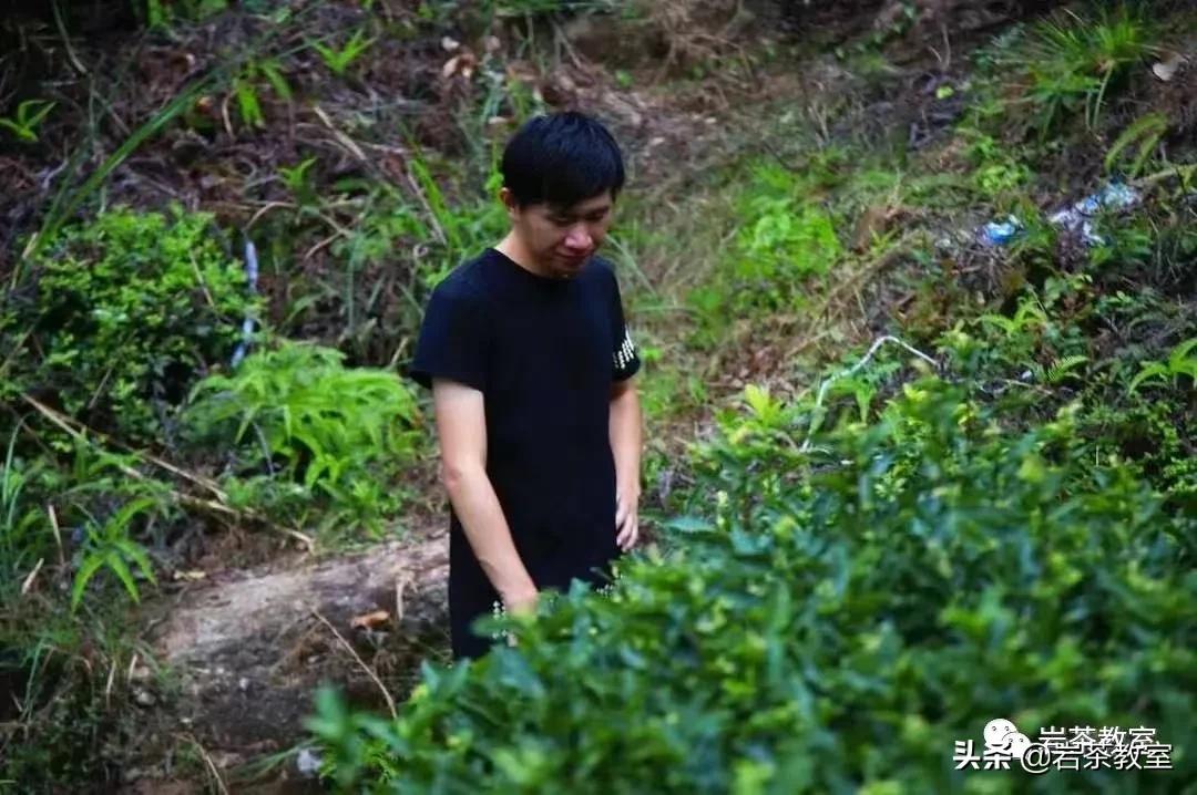 水金龟北斗武夷岩茶,水金龟武夷岩茶简介