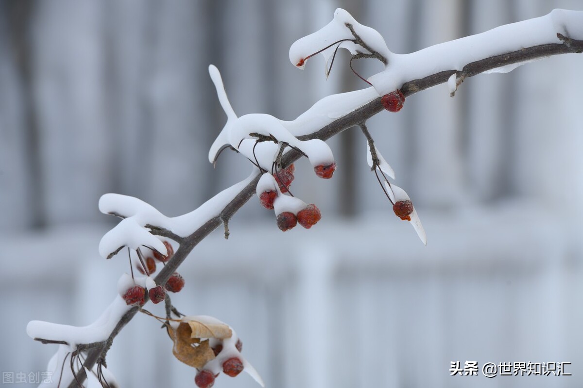 广州增城荔枝之乡图片,广东著名的荔枝之乡