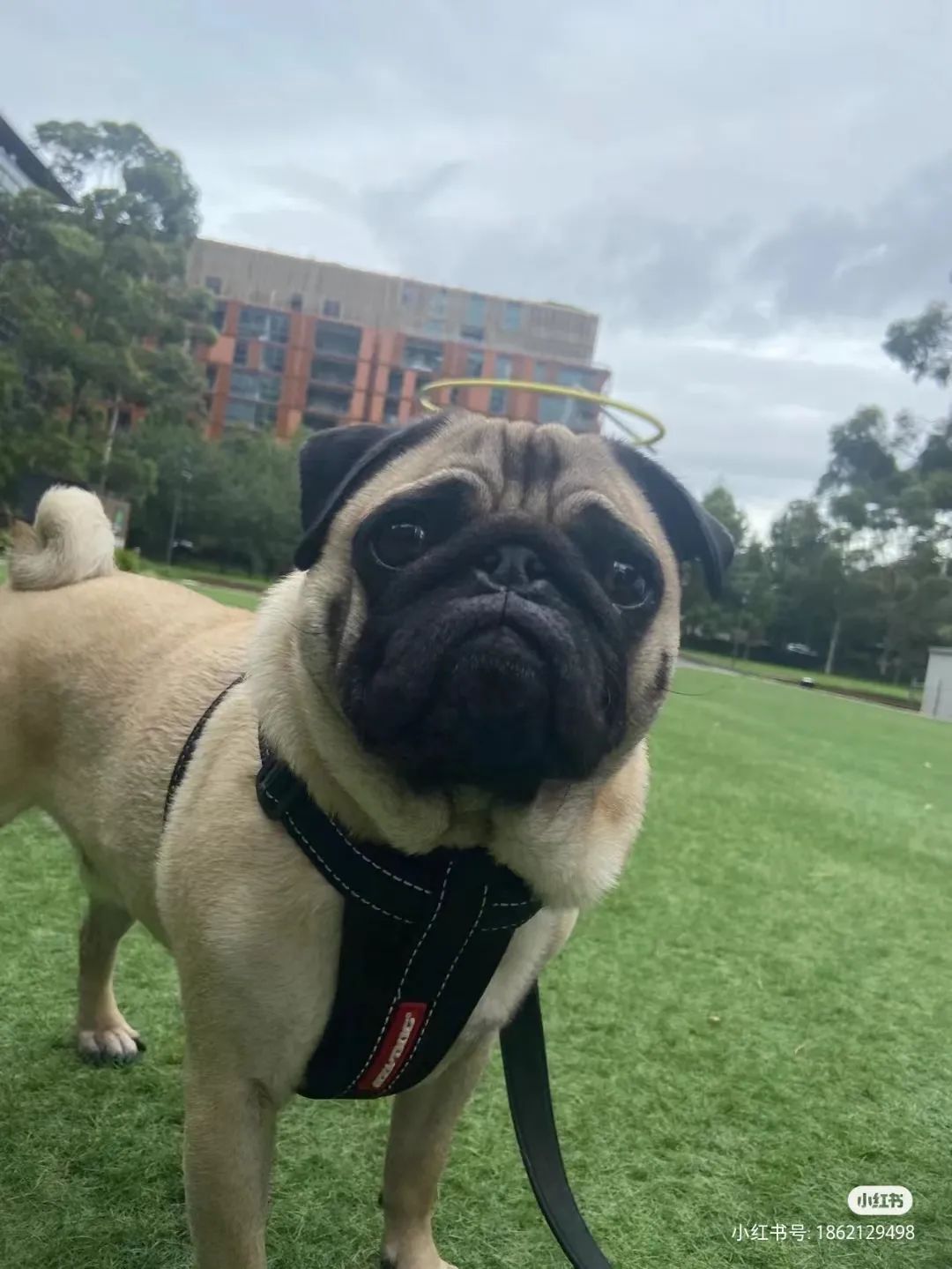 何老师抱狗撒尿，三石弟弟跳舞洗狗…这些破图我看一次笑一次哈哈