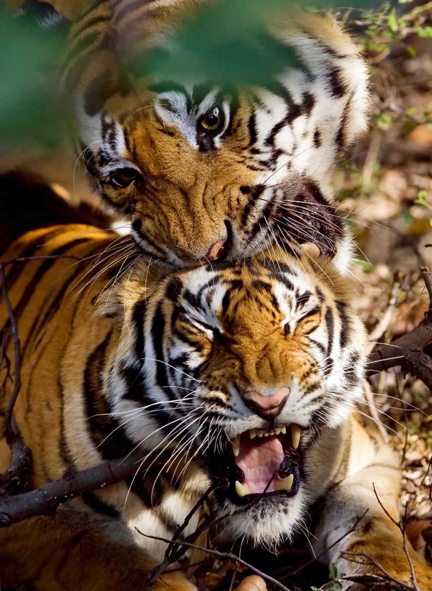 母虎“亲密”时到底有多痛苦?满地打滚、转身攻击公虎