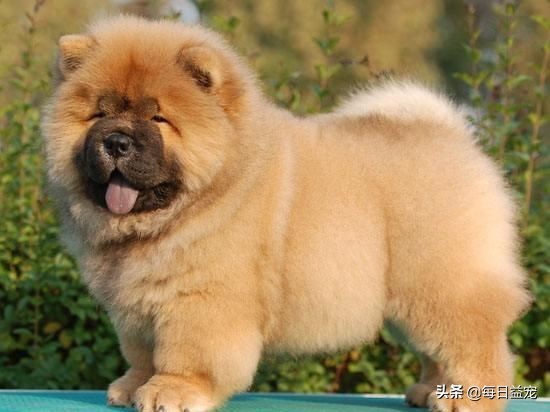 松狮算不算名犬,名犬智商排名松狮