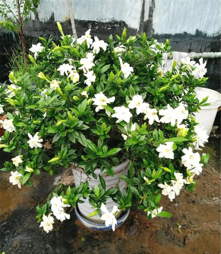 栀子花有3个“爱好”，满足它，叶子油绿发亮，花朵更多更芳香