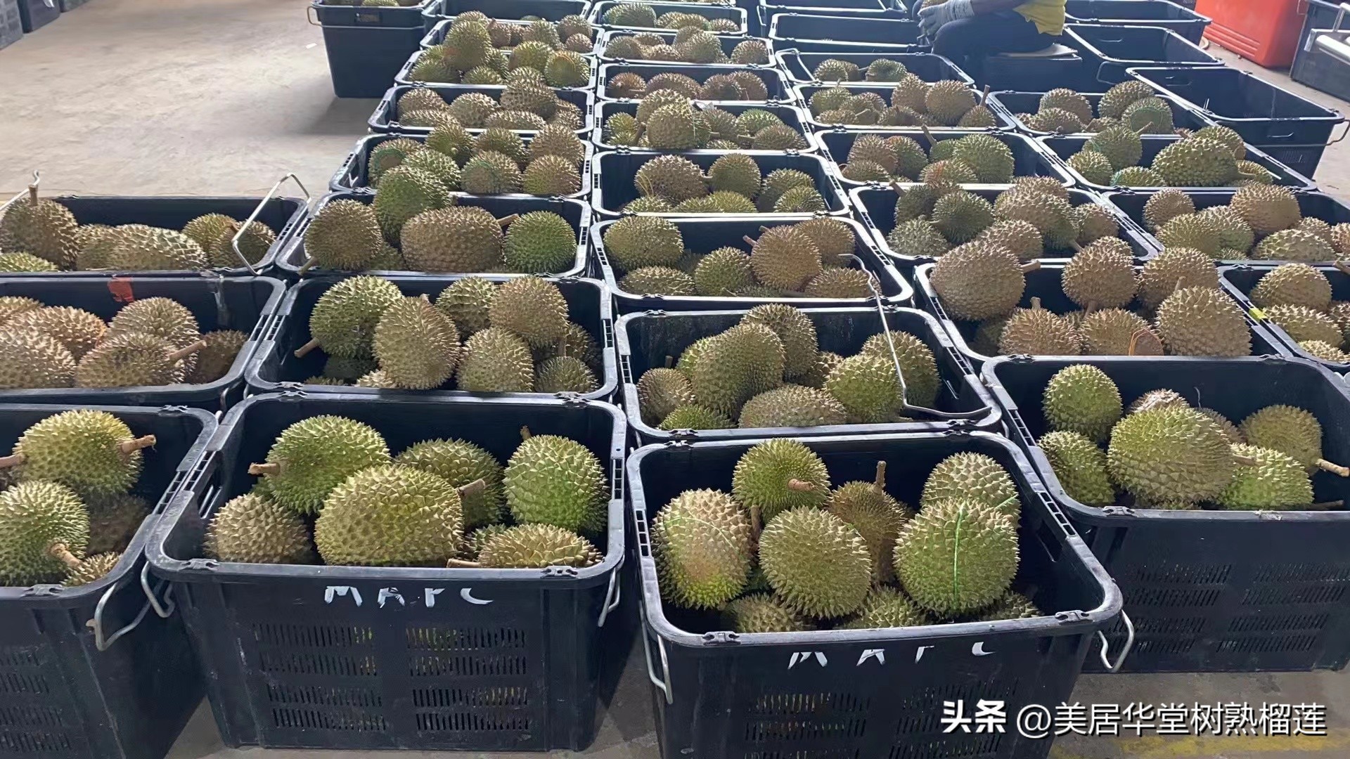 马来西亚猫山王榴莲d101和d197,猫山王榴莲d197和d101的区别