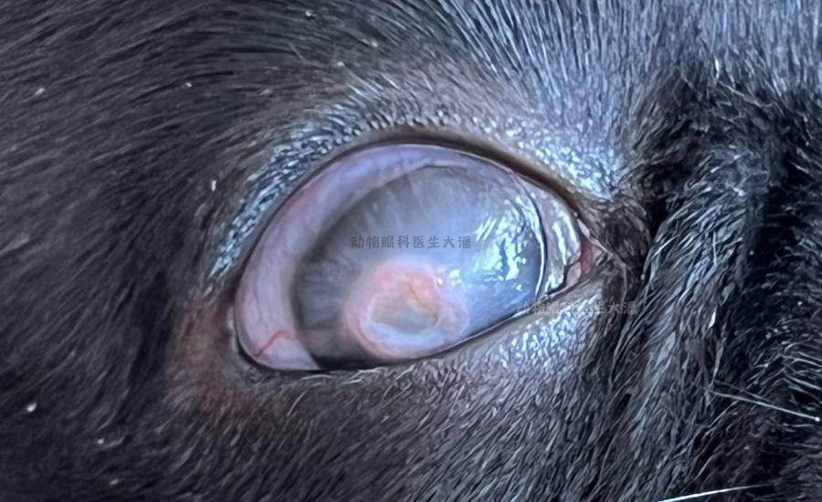 狗狗眼角膜溃疡怎么治疗,狗狗眼睛视网膜溃疡症状