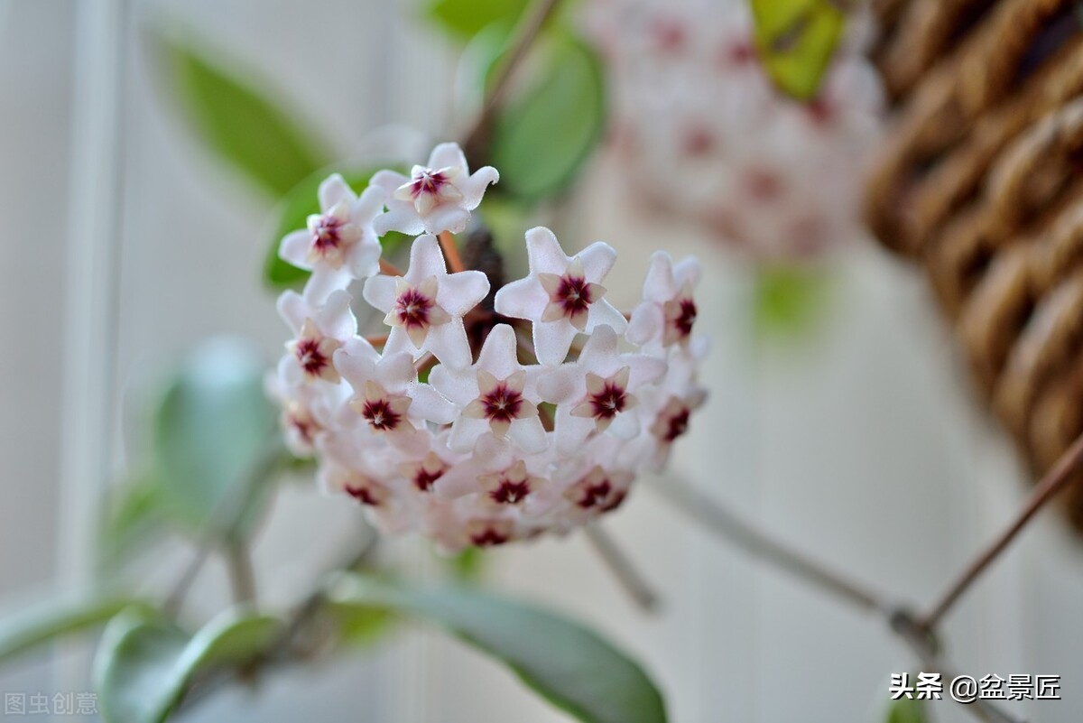 养球兰最好的土,球兰咋养