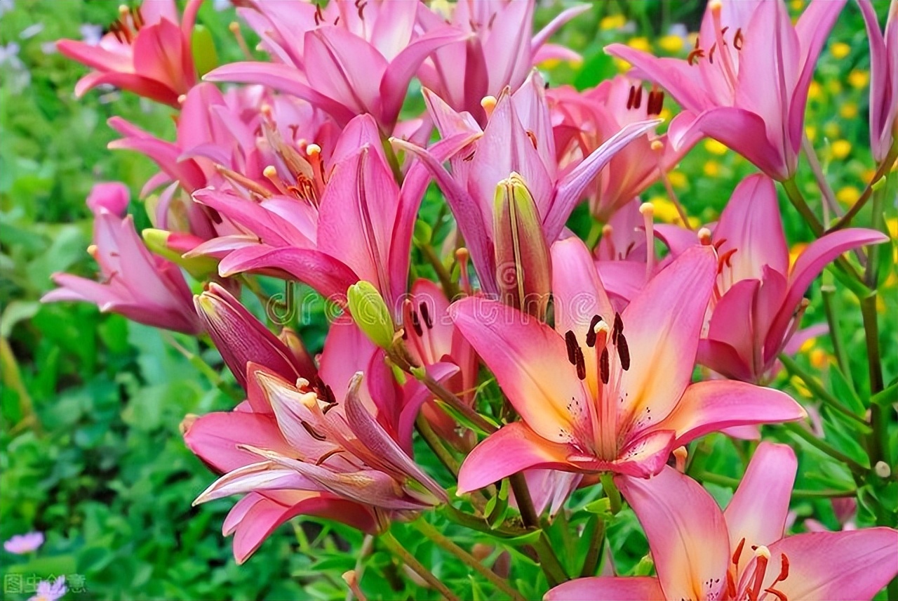 中国古典十大花卉,中国传统十大花卉有哪些