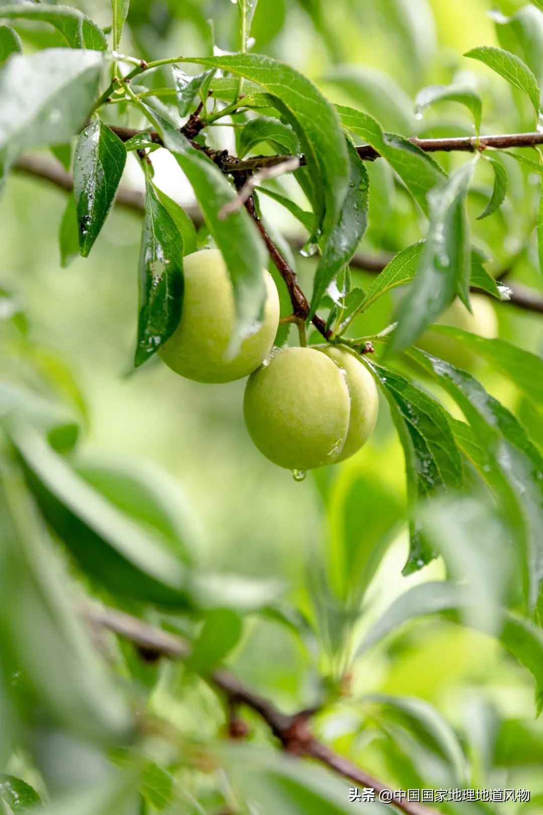 李子哪个品种最甜最好吃,李子种植哪个品种最好吃