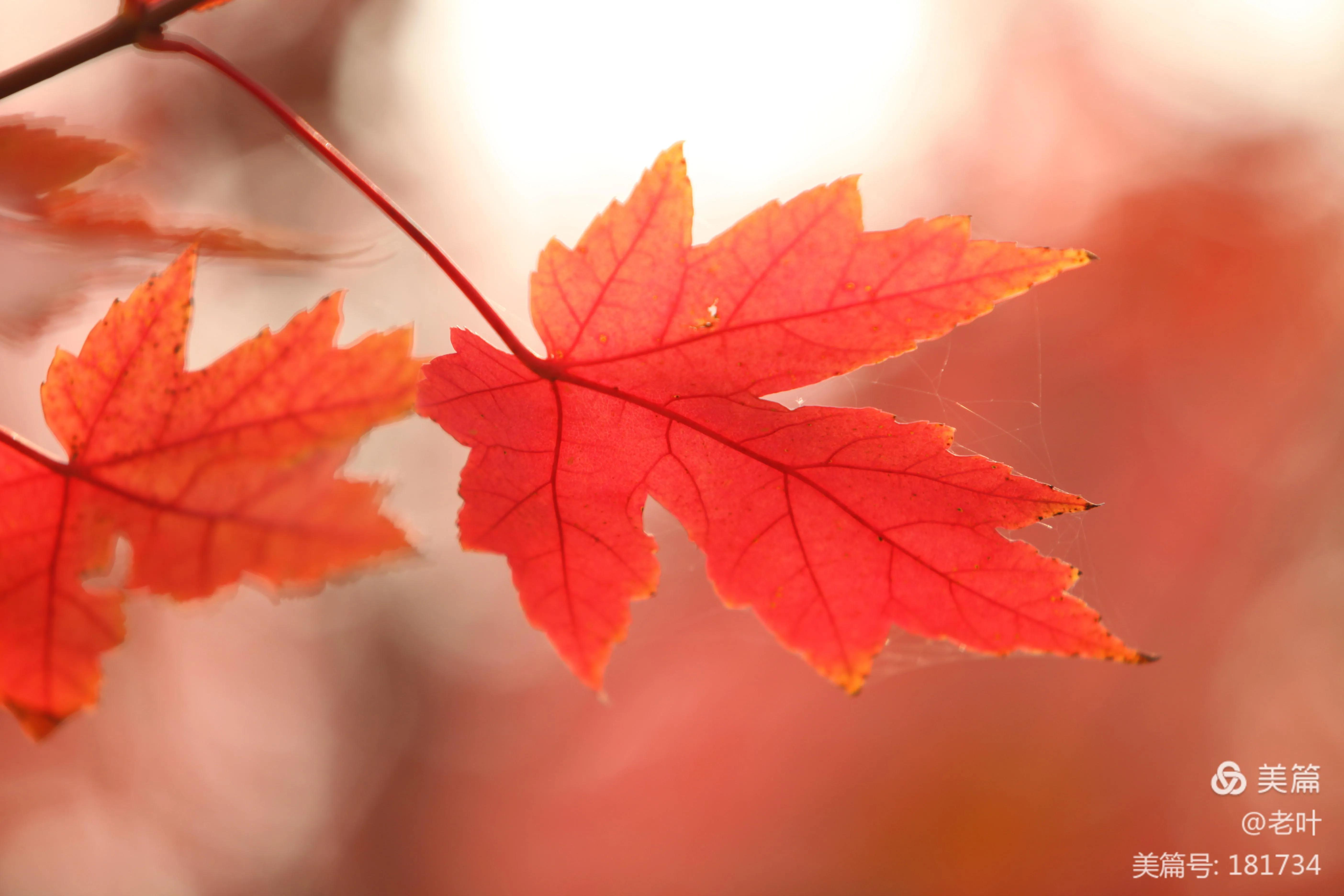 刻意标榜韵律的诗未必是好诗.贾锡信谈如何看待诗词韵律