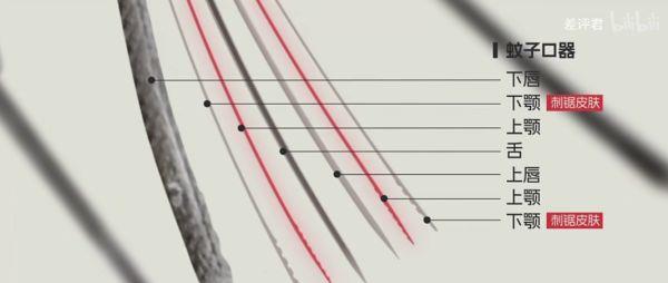 专家研究三十年蚊子,是谁发现蚊子发明了无痛针管