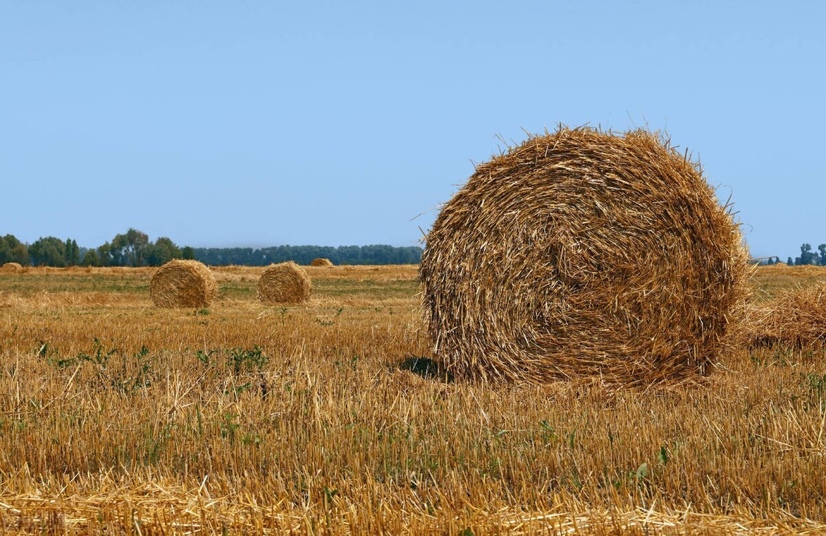 中国饲料靠进口吗,中国粮食安全靠什么