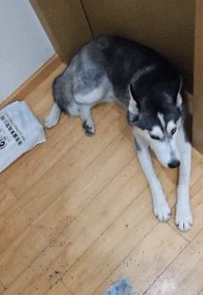 养狗后你可能会发现这些神奇现象,养狗后我发现了这15个神奇现象