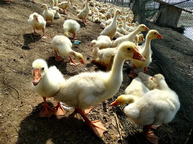 小鹅咳嗽是怎么回事,小鹅咳嗽有痰怎么处理