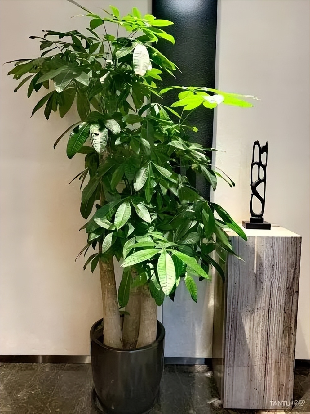 家里光线差就养这几种花,什么花散射光就可以养好