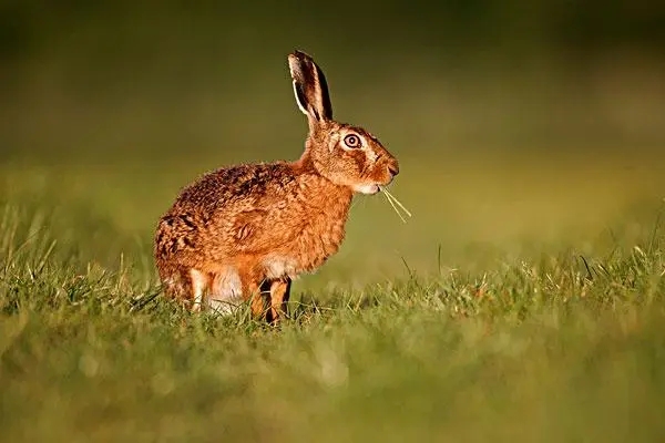 年轻和成年欧洲野兔股骨的形态特征、矿化和力学特性分析