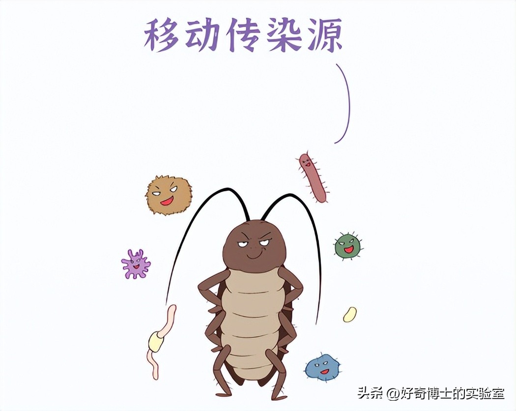 家里踩死的蟑螂，为啥一会儿就自动消失了？