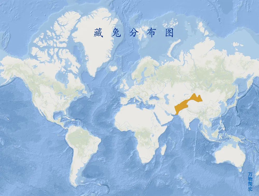 那年那兔那些年的故事,那年那兔那些事儿百年风云