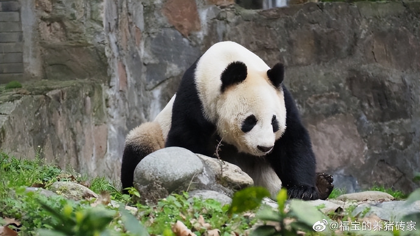 不高的高高和他不白的老婆白云——91年出生的童颜女神大熊猫白云