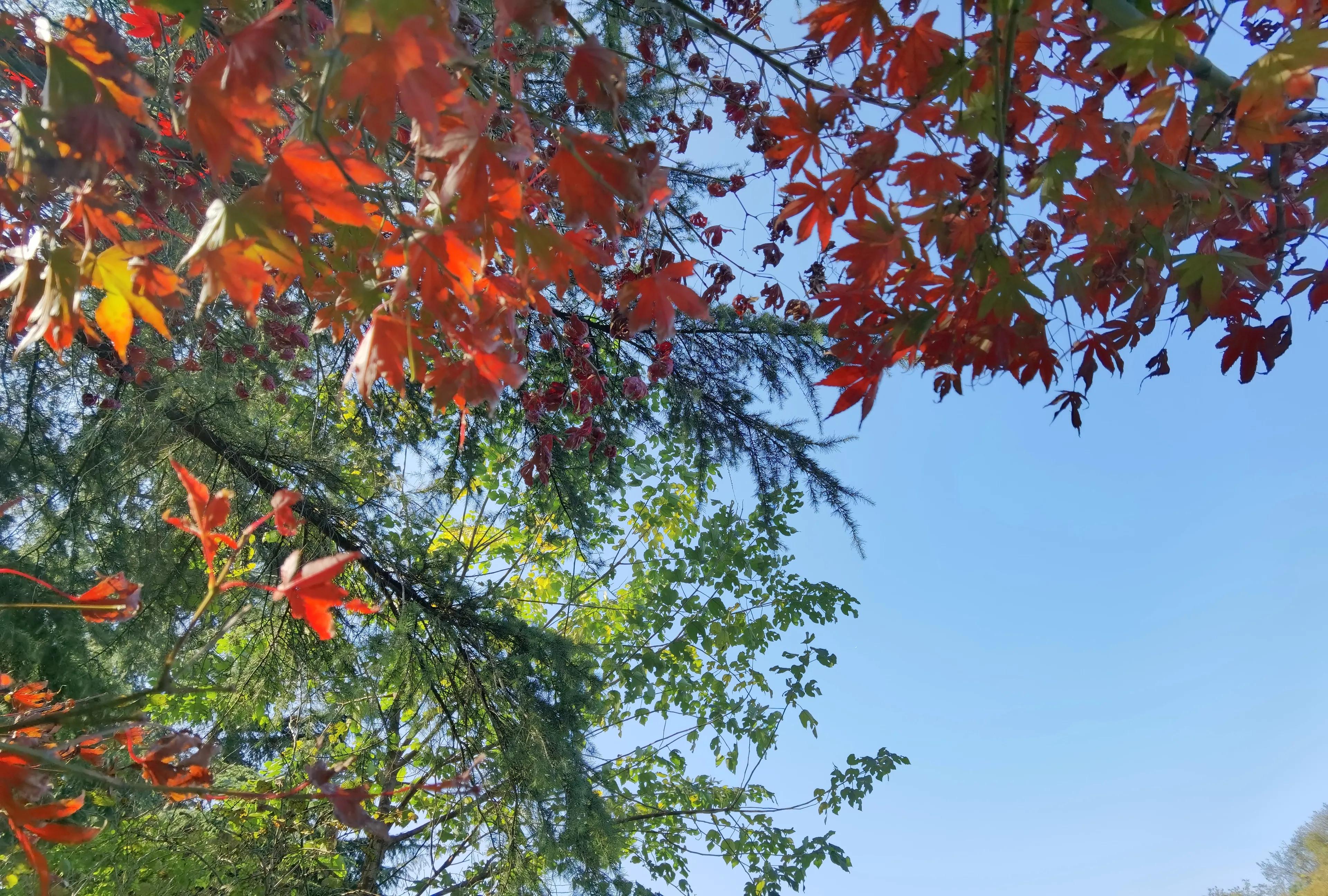 桂林的桂湖在哪里,桂林两江四湖之桂湖