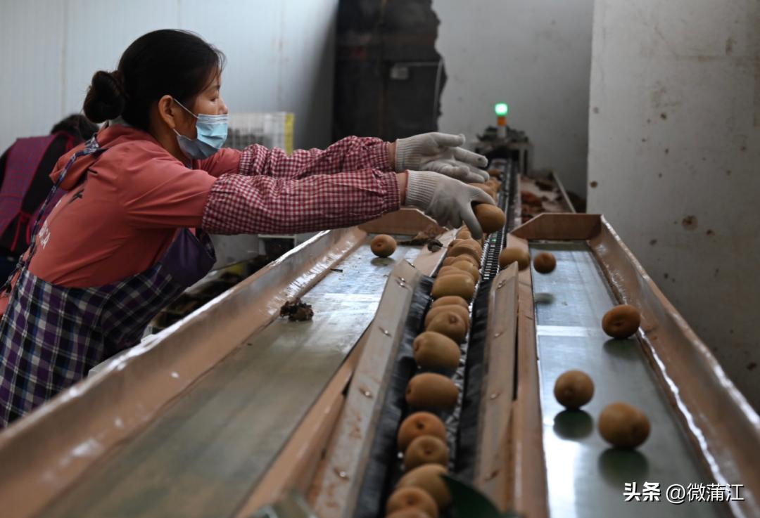 朋友圈里的二十大时光|年销数千万元！“95后”返乡卖猕猴桃：要让乡亲钱包鼓起来