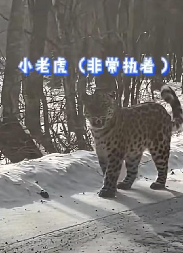 男子开车偶遇东北虎男子喊小老虎,路人驾车偶遇两只东北豹