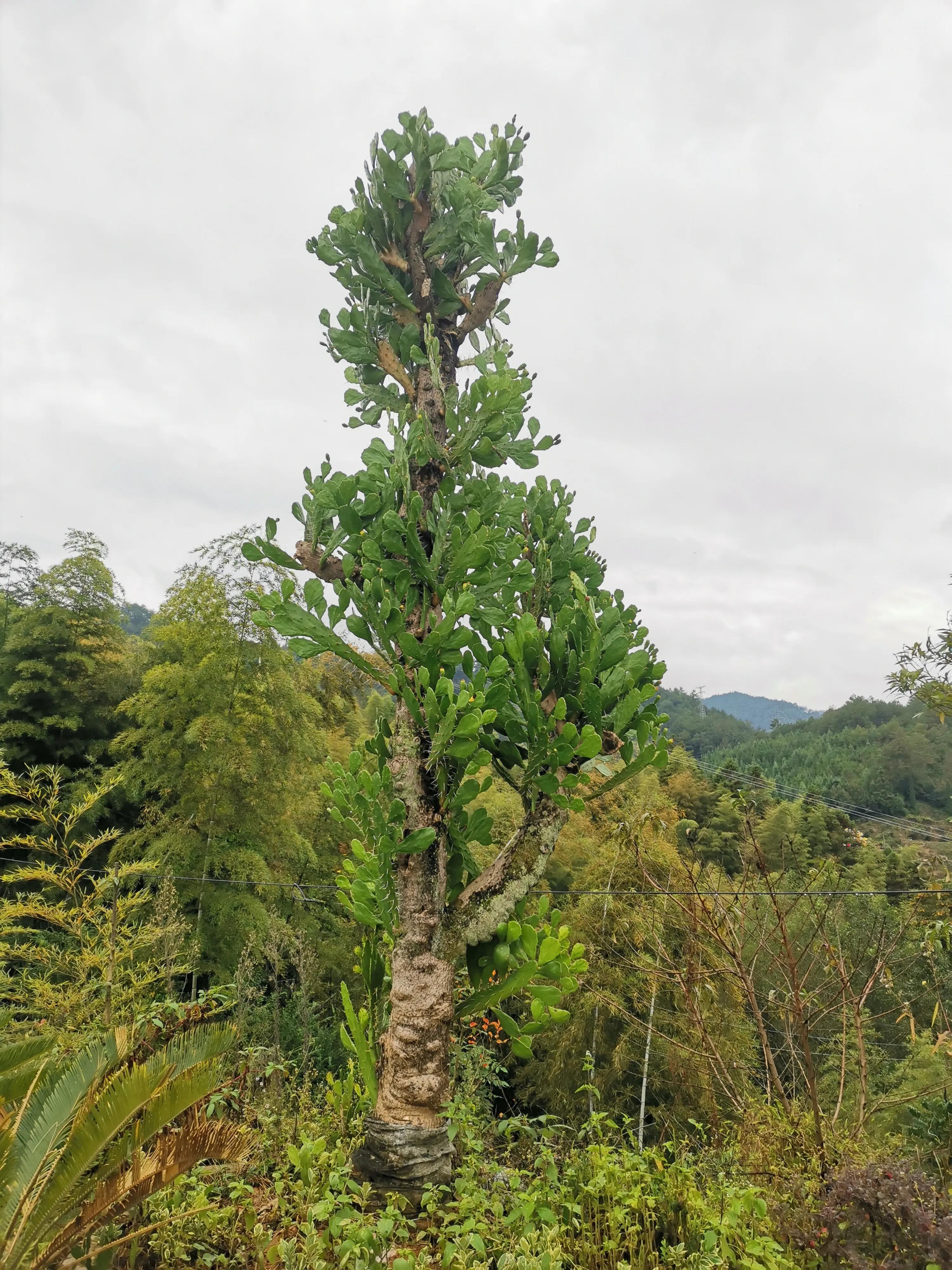 假水果苗木，坑的是零星种植户