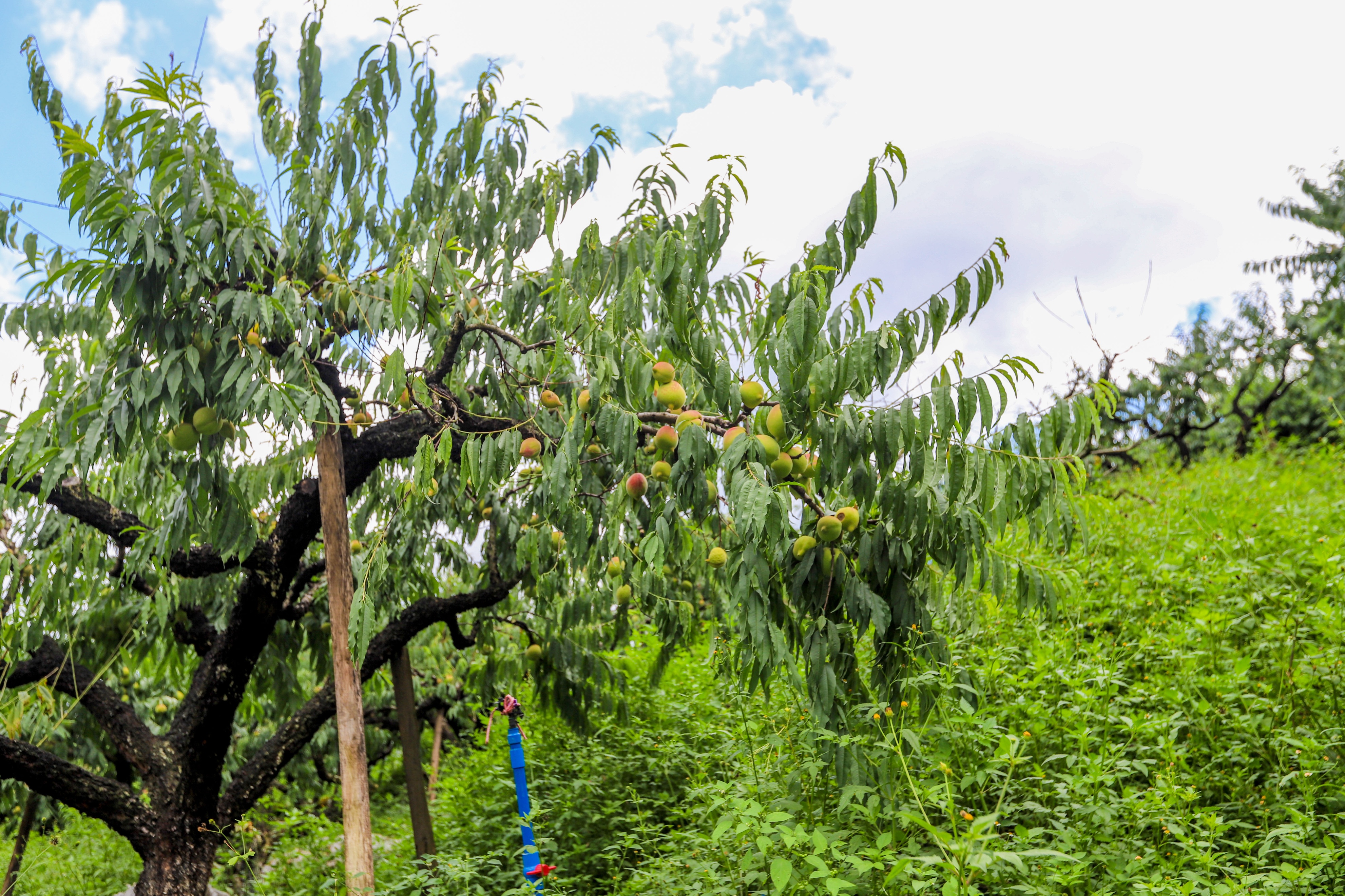 连平鹰嘴蜜桃是水蜜桃吗,广东连平上坪正宗鹰嘴水蜜桃