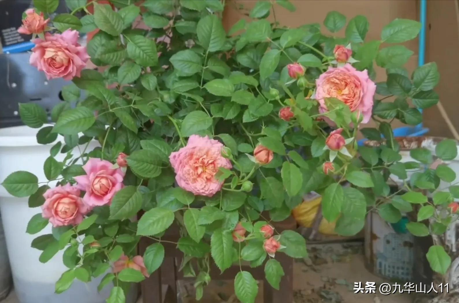 粉色爬藤月季大花浓香品种,大花多层月季花品种大全一览表