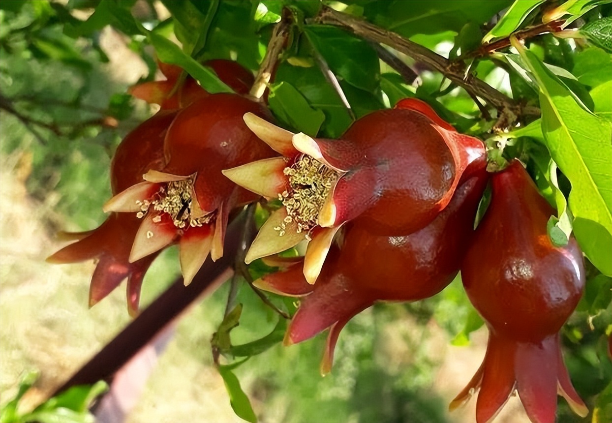 阳光照射短花期长又好养的花,7种漂亮的花喜阴怕阳光