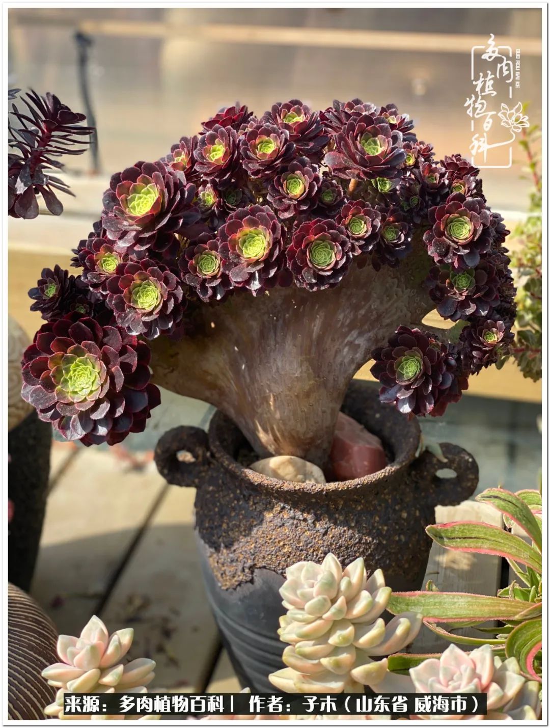 法师多肉成长史,法师多肉新手教程