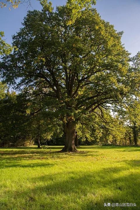 种树前景怎样,栎树种植前景如何
